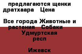 предлагаются щенки дратхаара › Цена ­ 20 000 - Все города Животные и растения » Собаки   . Удмуртская респ.,Ижевск г.